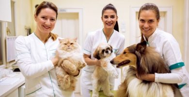 trabajar en londres como medico veterinario